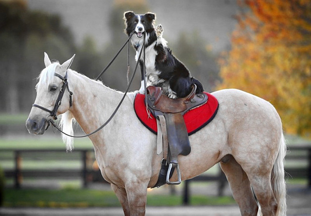 一只会骑马还会救人的狗狗，真的存在吗？